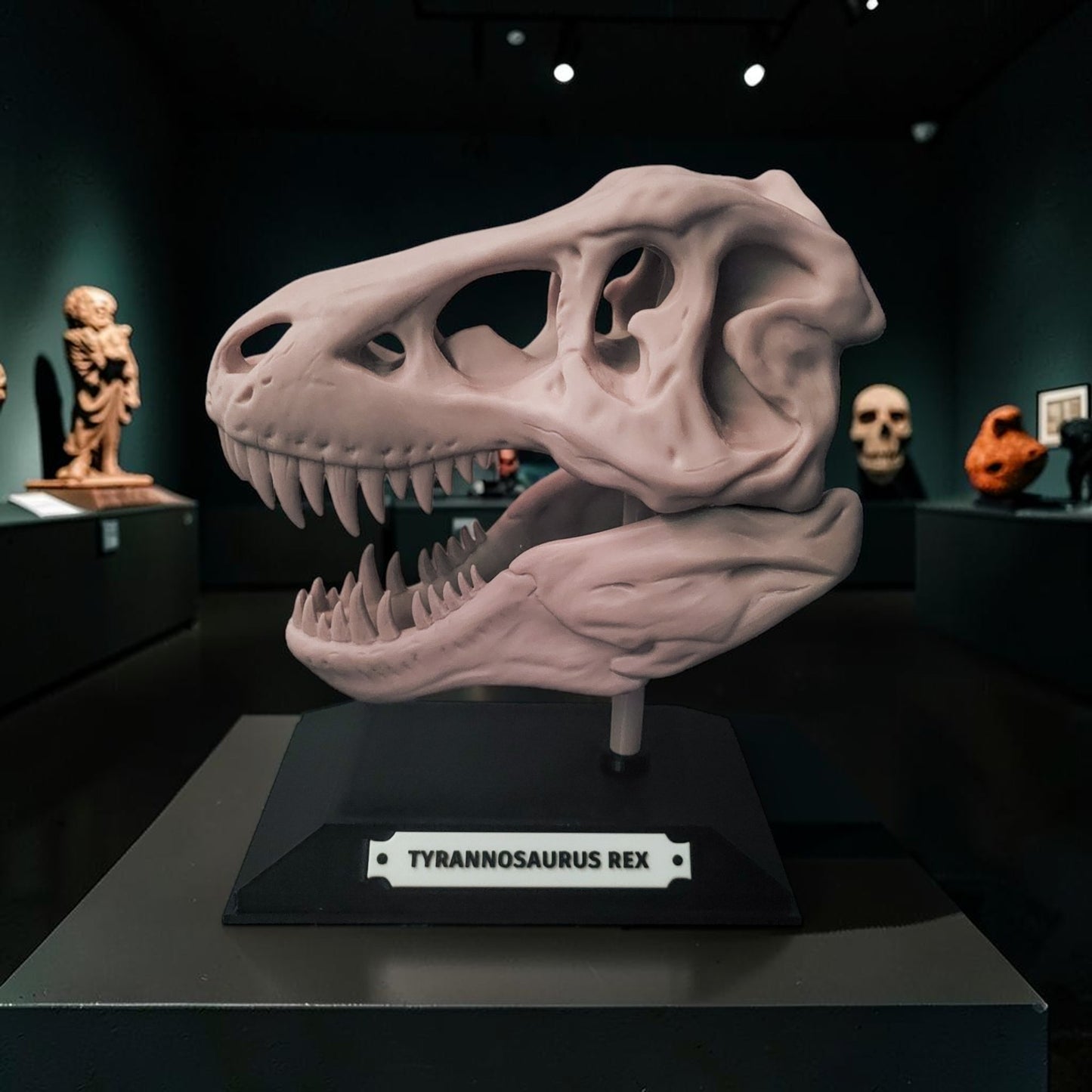 T. Rex Dinosaur Skull Model