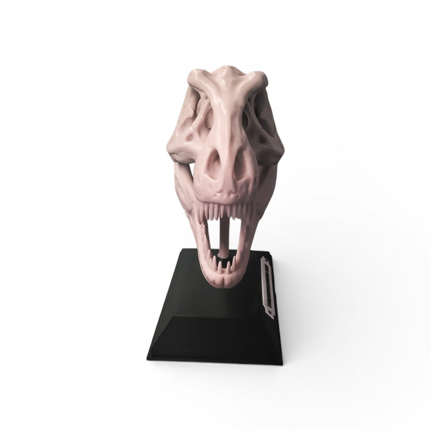 T. Rex Dinosaur Skull Model
